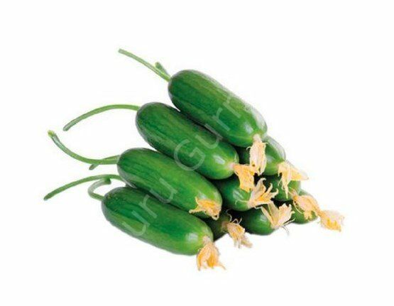 Çengelköy Salatalık kg