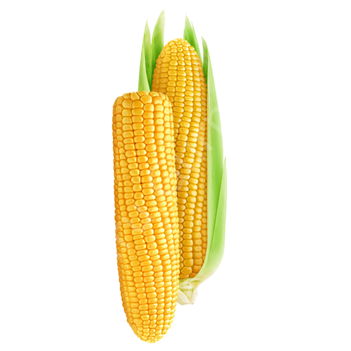 Süt Mısır (1 adet)